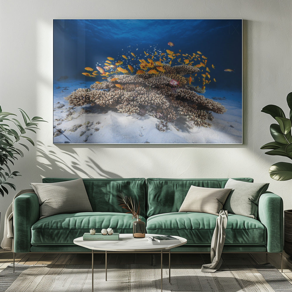 Marine Life | Canvas