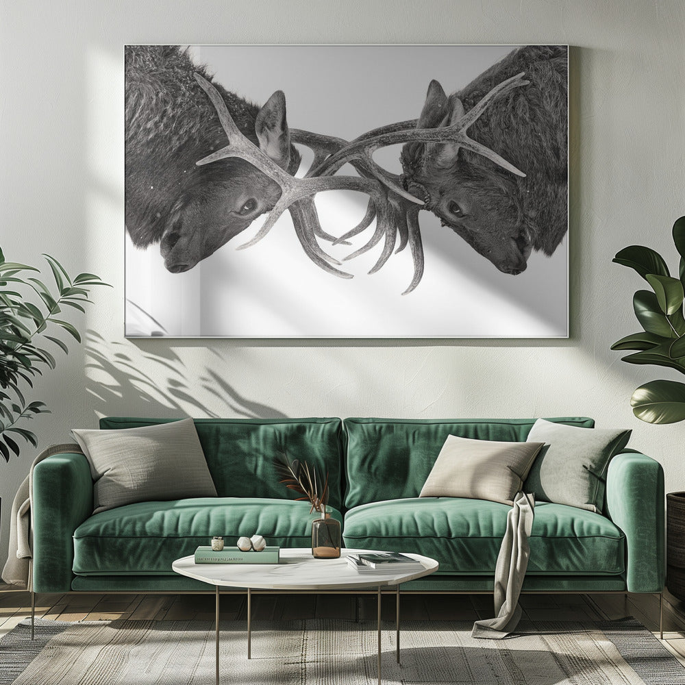 Eye to Eye - Elk fight | Canvas