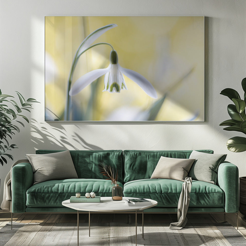 Snowdrops | Canvas