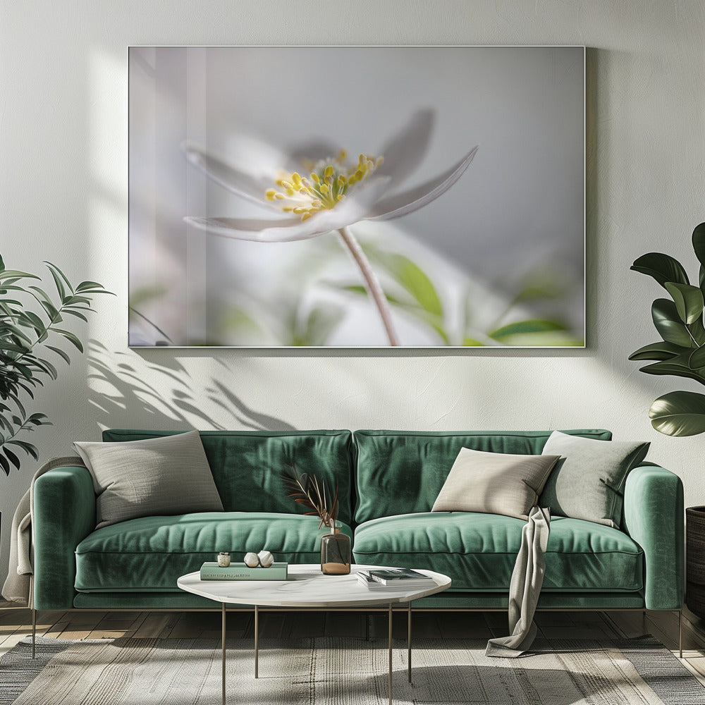 Wood Anemone | Canvas