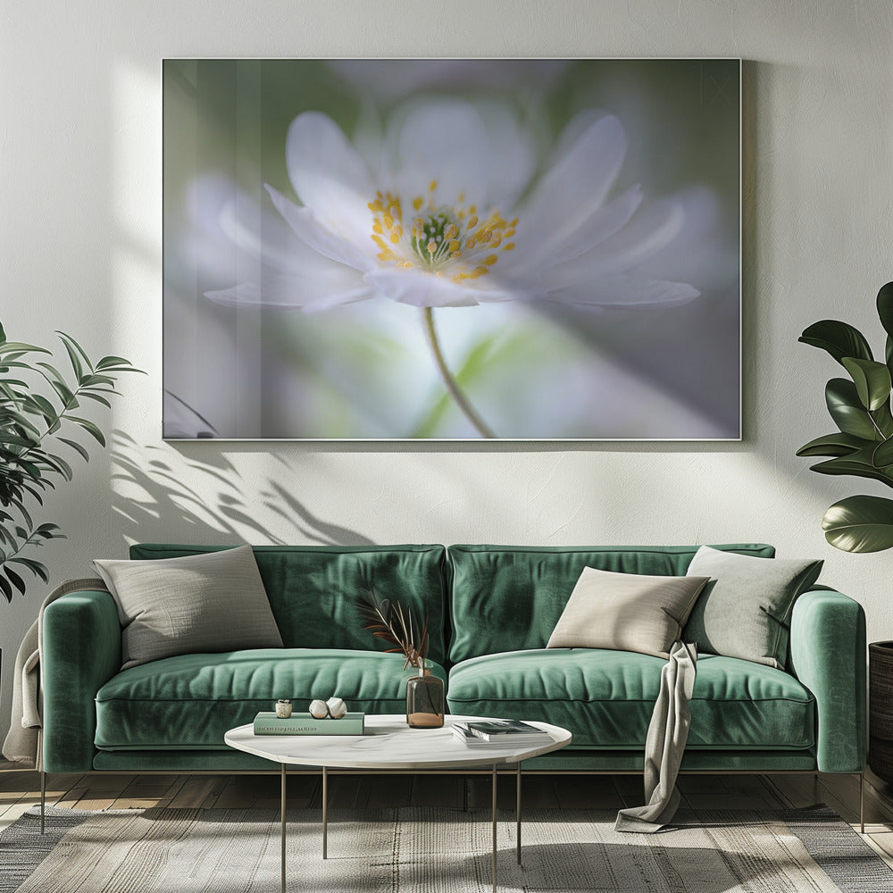 Nemorosa Nirvana | Canvas