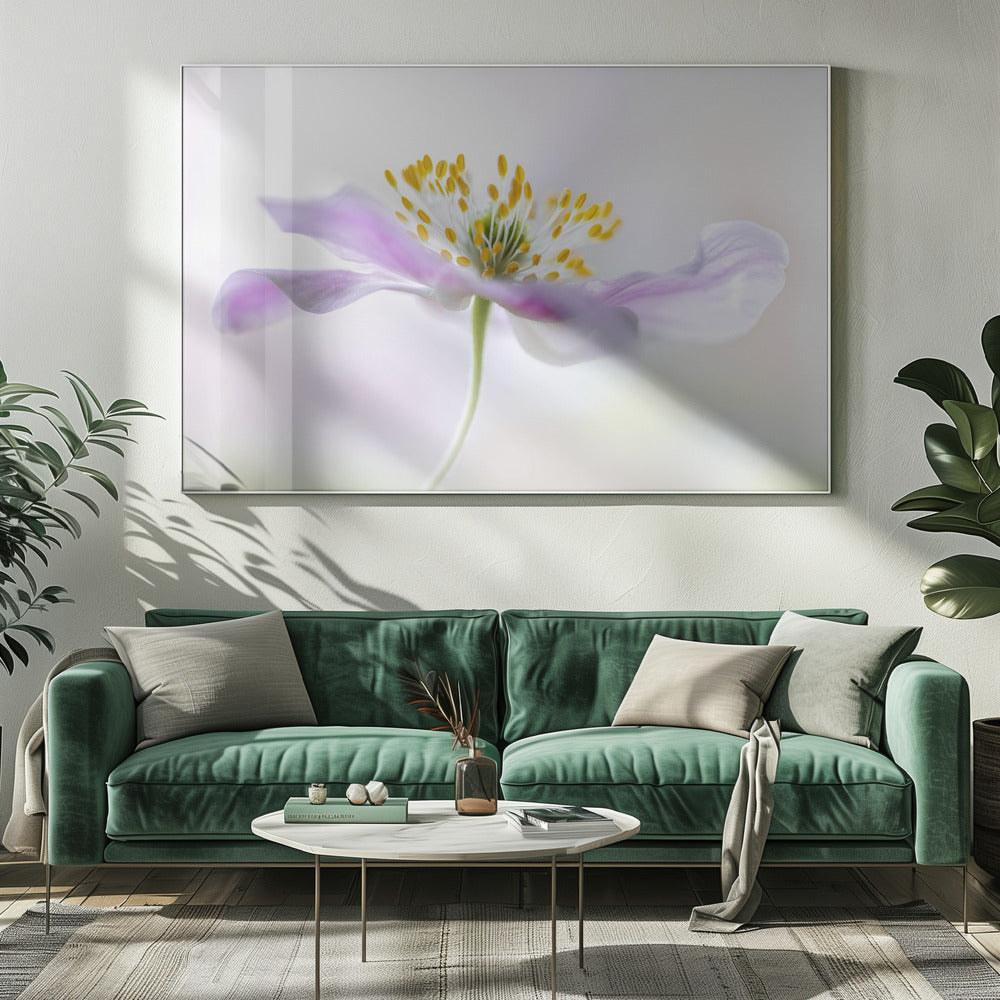 Wood Anemone | Canvas