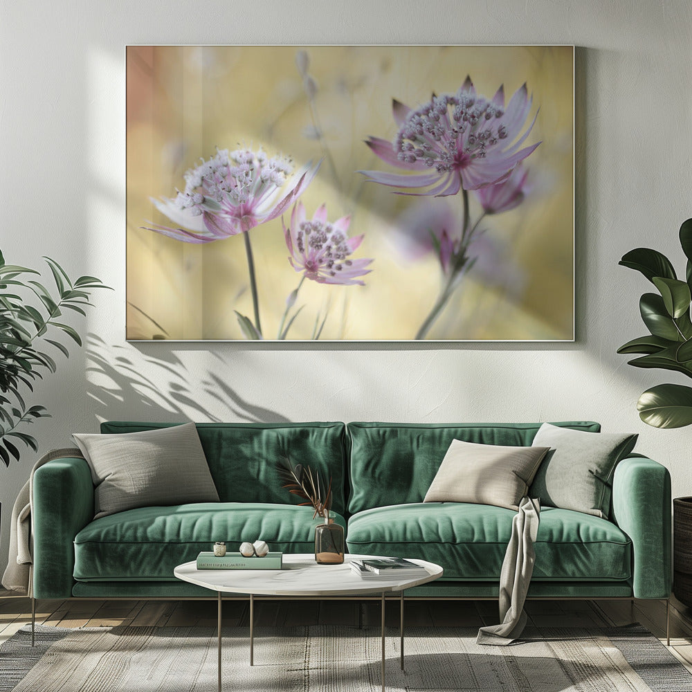 Astrantia Major | Canvas