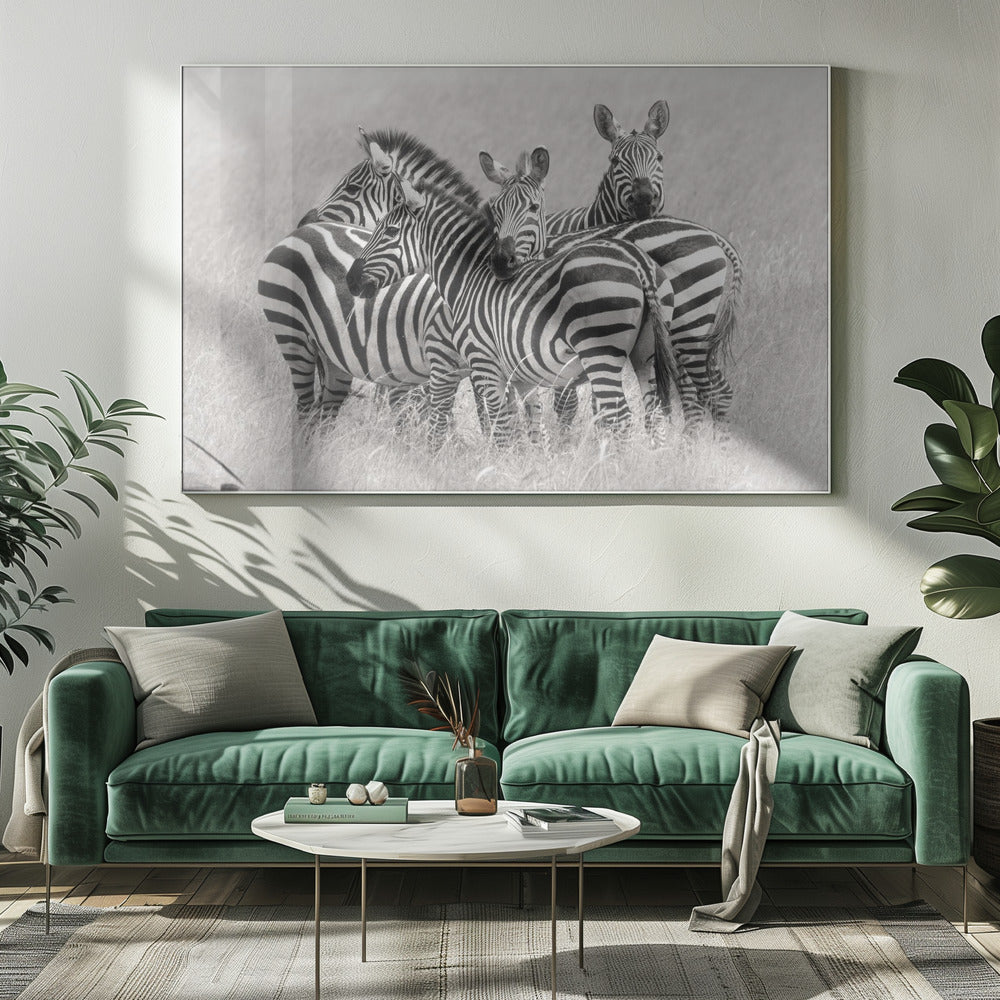 Zebras | Canvas
