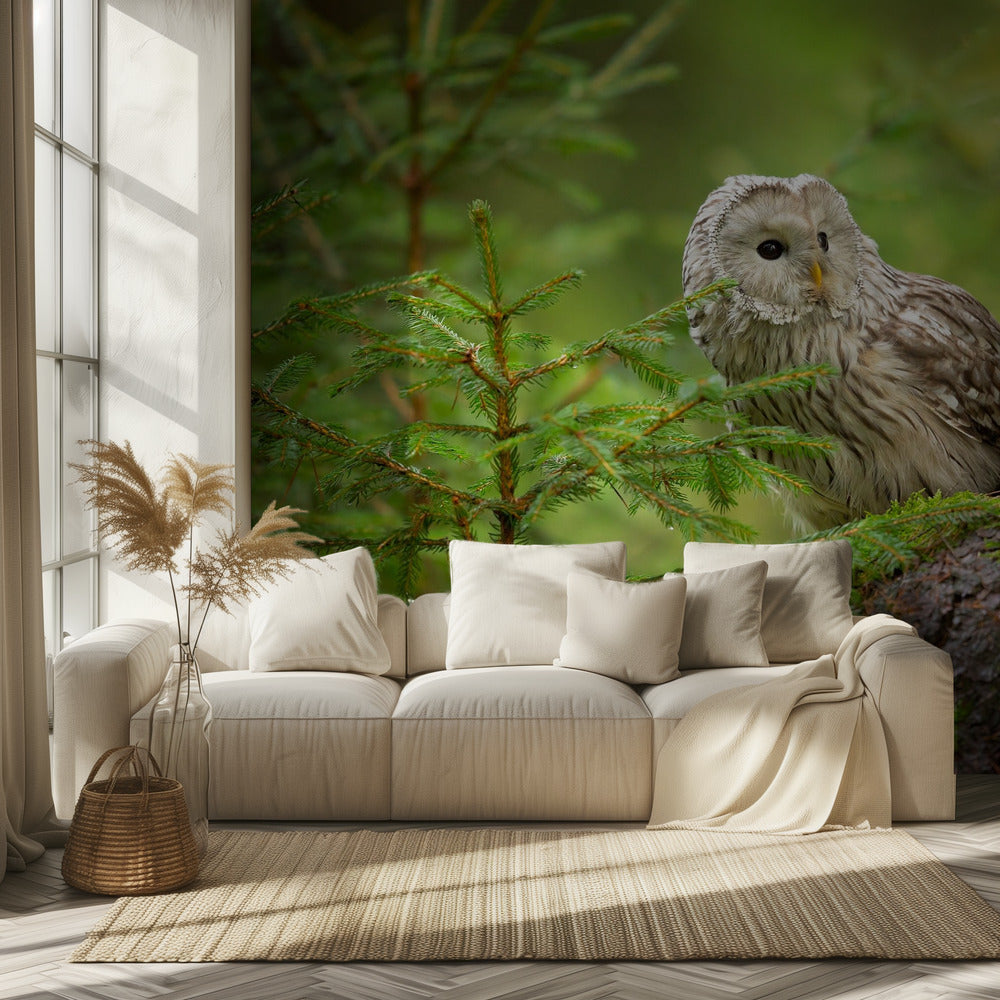 Ural Owl | Wallpaper