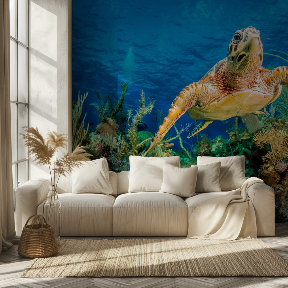 Hawksbill turtle swimming through Caribbean reef | Wallpaper