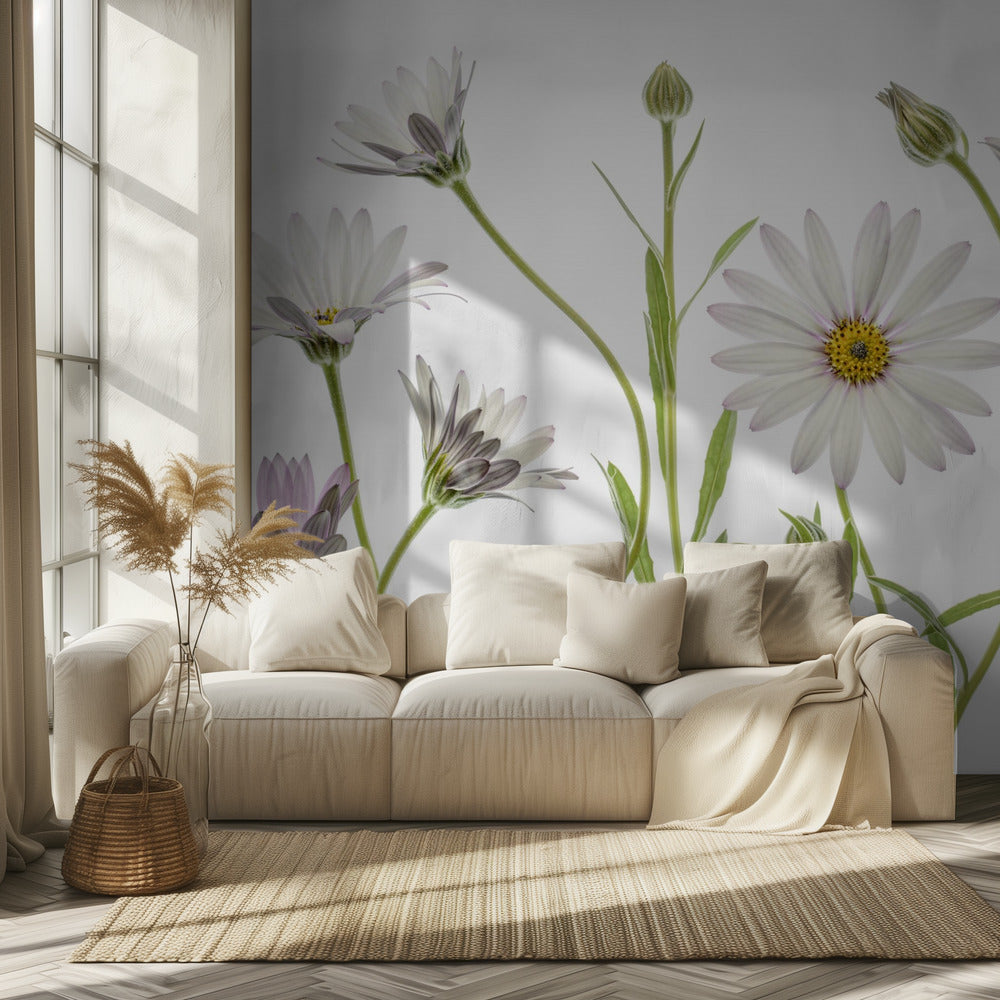 Cape Daisies | Wallpaper