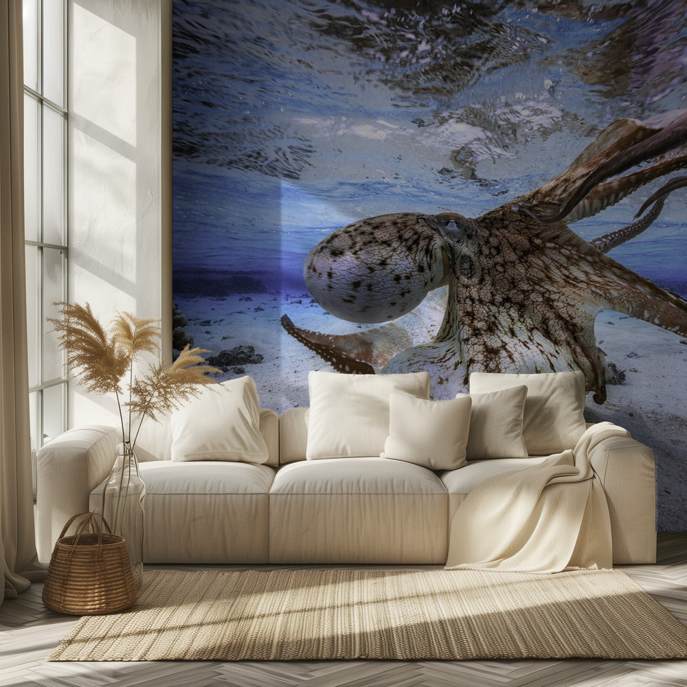 Dancing Octopus | Wallpaper