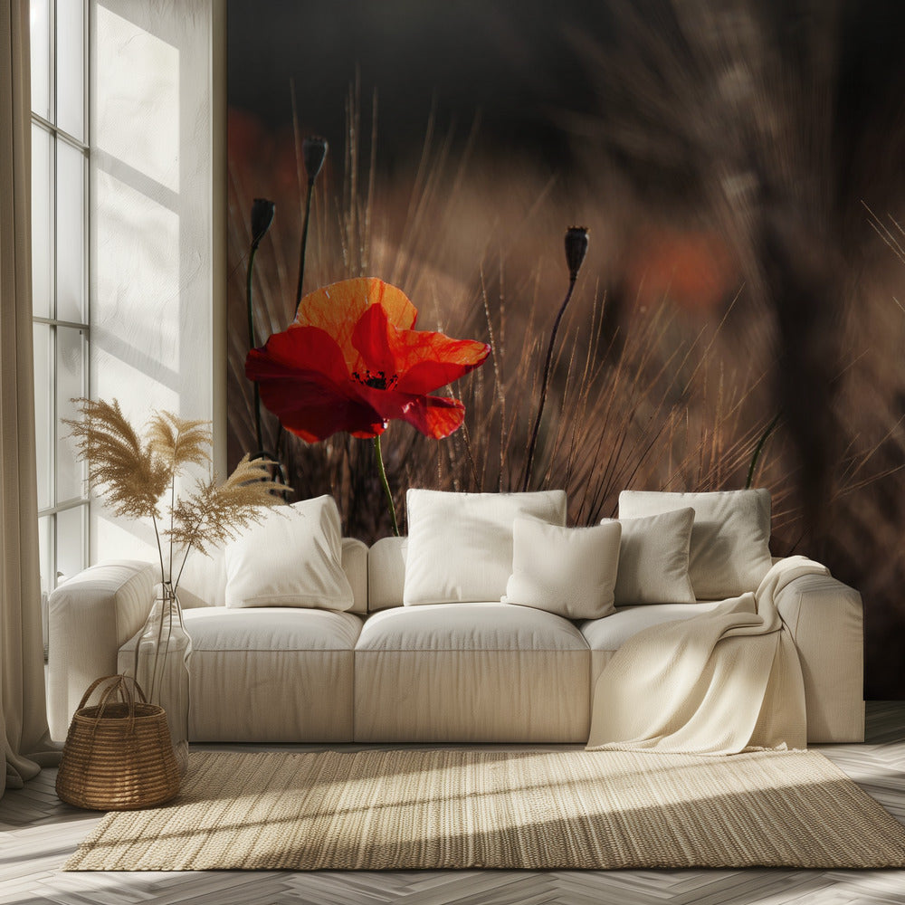 Poppy with corn | Wallpaper