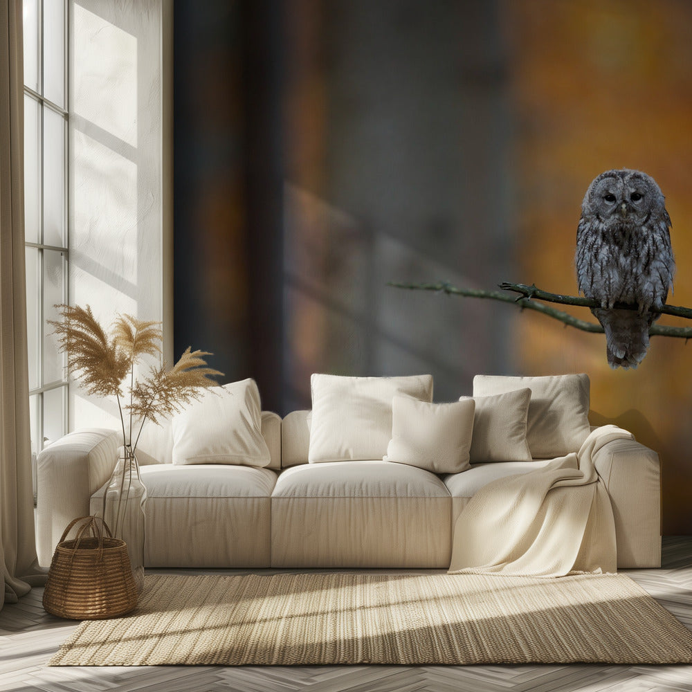 Tawny Owl | Wallpaper