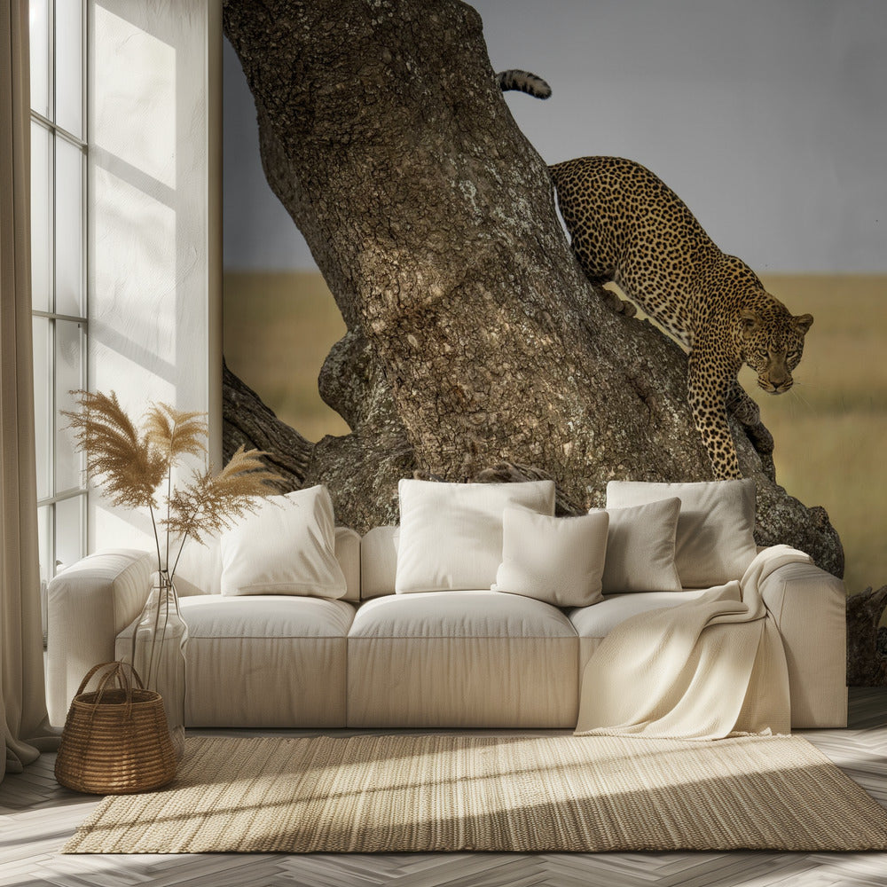 Leopard - Serengheti, Tanzania | Wallpaper