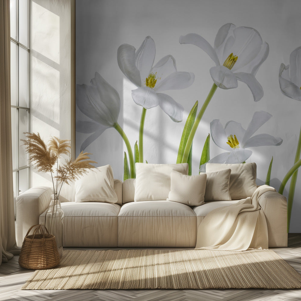 White Tulips | Wallpaper