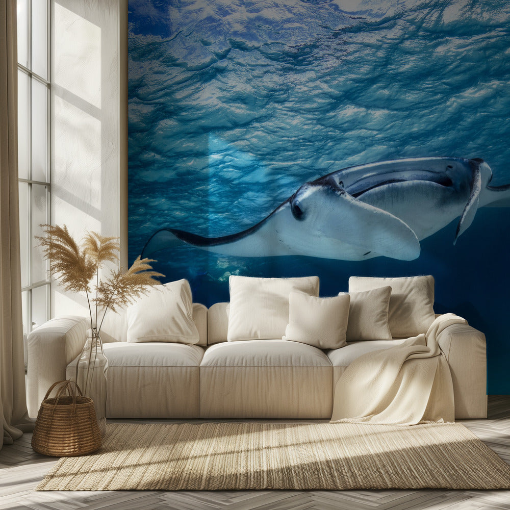 Manta ray | Wallpaper