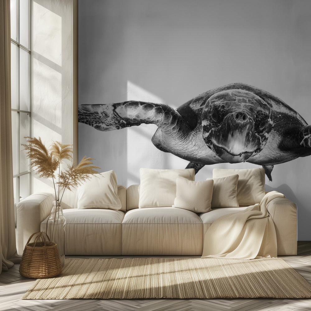 White and turtle | Wallpaper