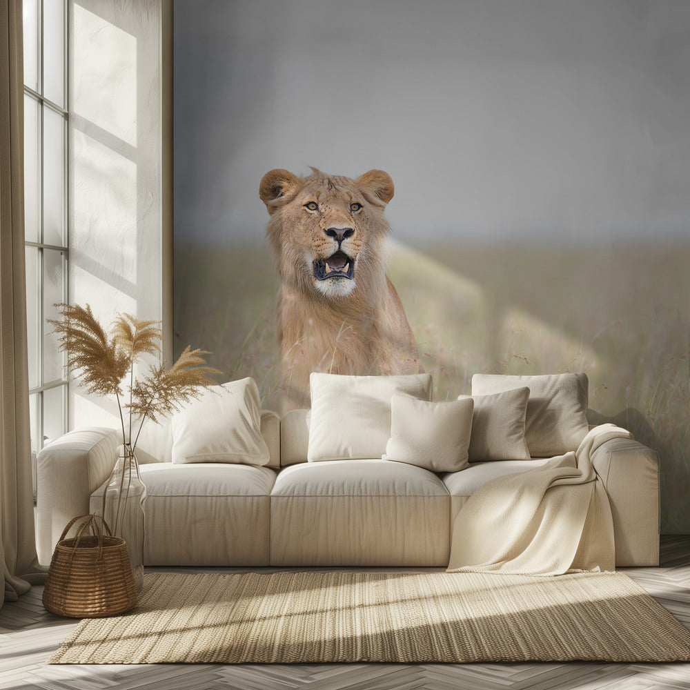 Young Lion | Wallpaper