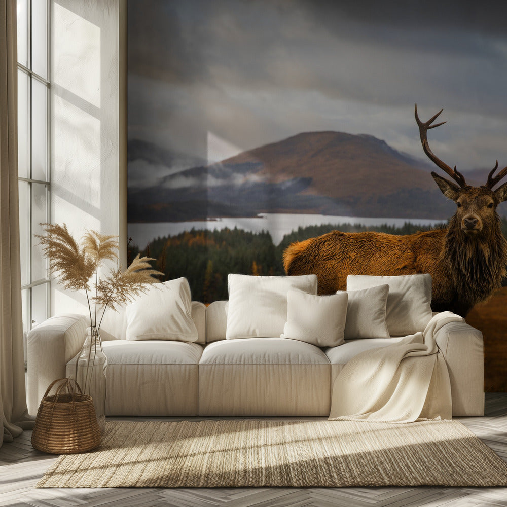 Scottish Stag | Wallpaper