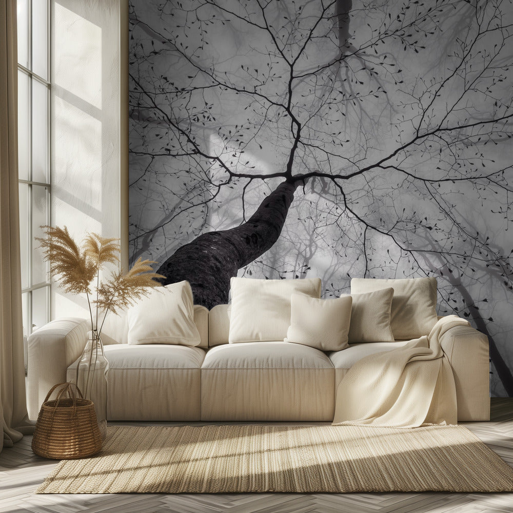 A view of the tree crown | Wallpaper