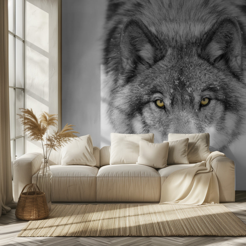Yellow eyes - Timber Wolf | Wallpaper