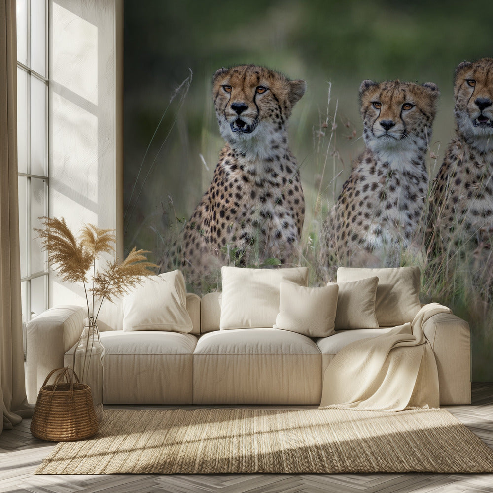 Cheetah cubs | Wallpaper