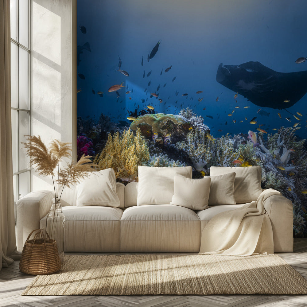 Manta reef on the reef | Wallpaper