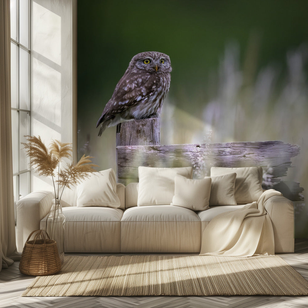 Little owl | Wallpaper