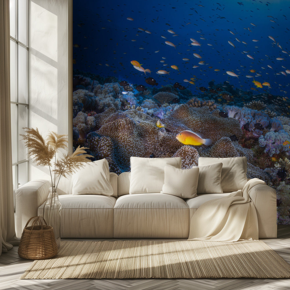 Anemon and Anthias | Wallpaper