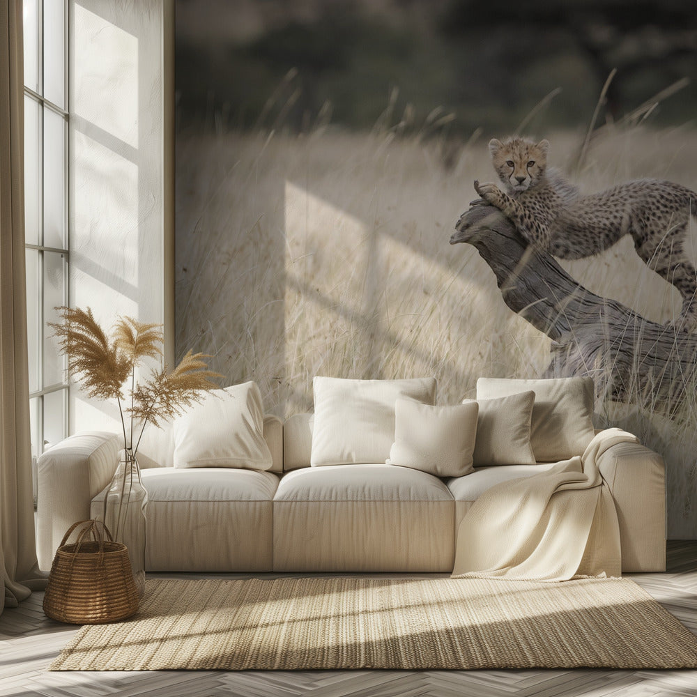 Curious Kitties | Wallpaper