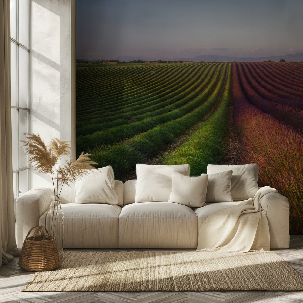 Field of lavender | Wallpaper