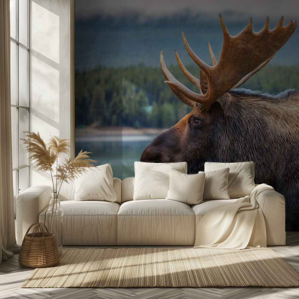 Moose | Wallpaper