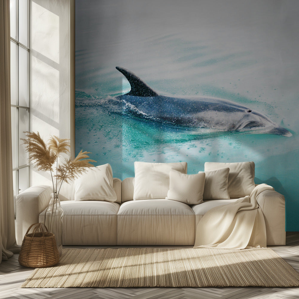 Dolphin N.Z. Northern | Wallpaper