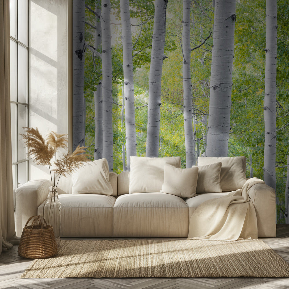 Birch Forest | Wallpaper