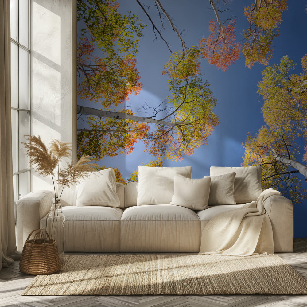 Autumn Birchs | Wallpaper