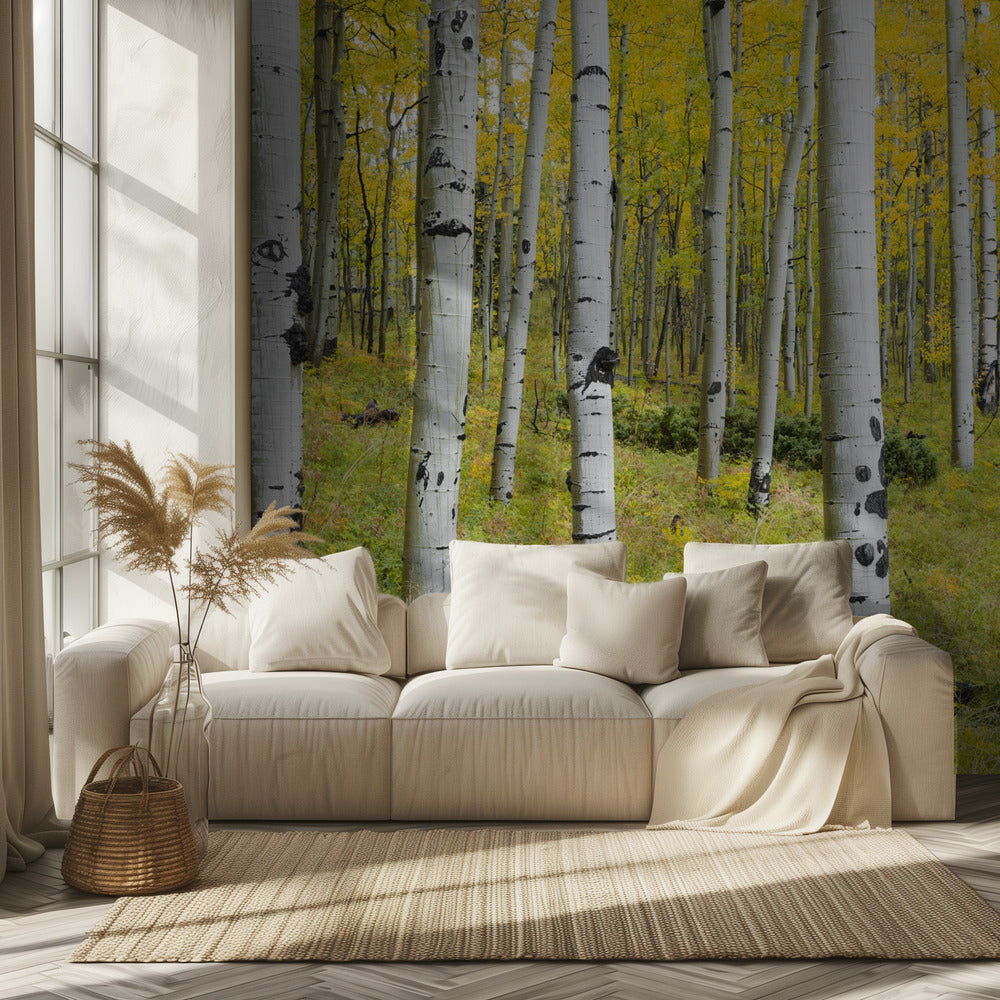 Yellow Birchs | Wallpaper