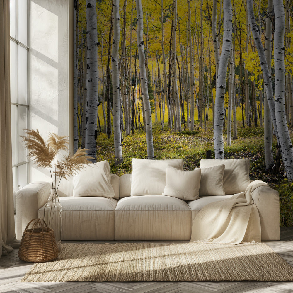 Autumn Birchs | Wallpaper