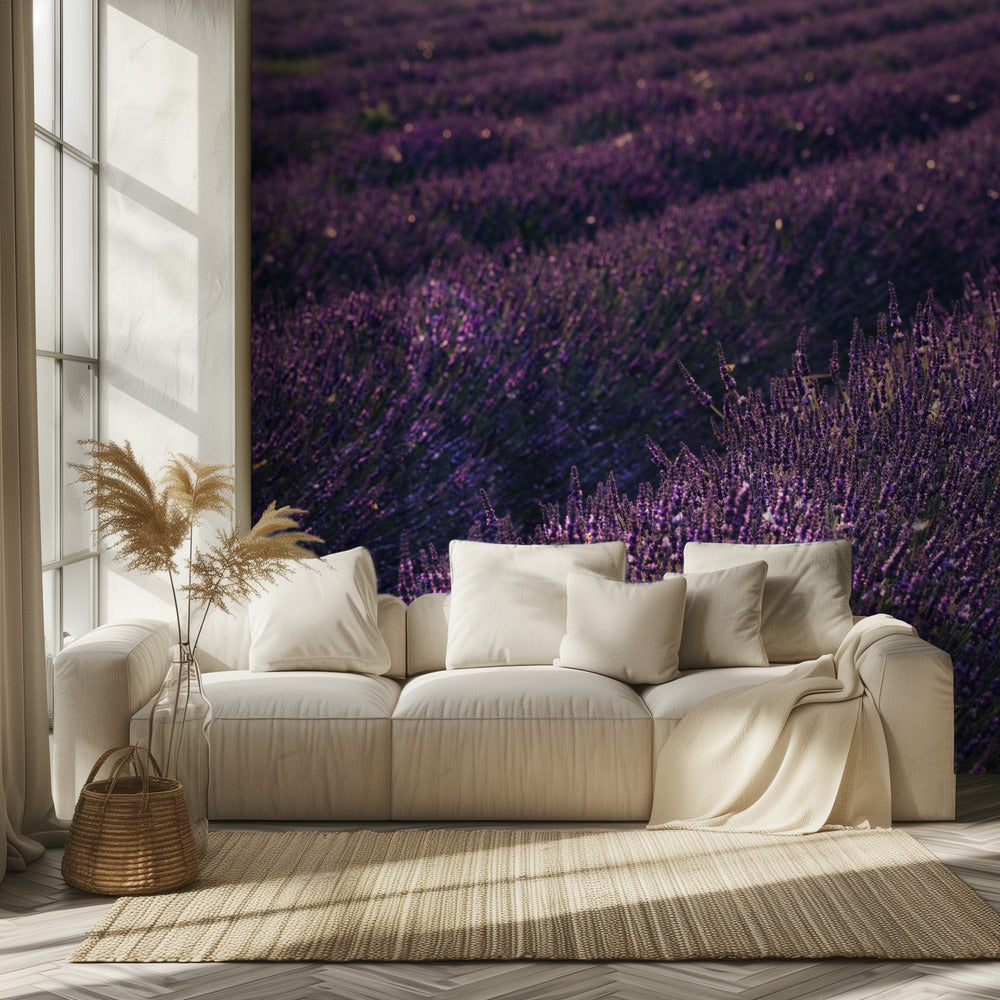 Provence Lavender | Wallpaper