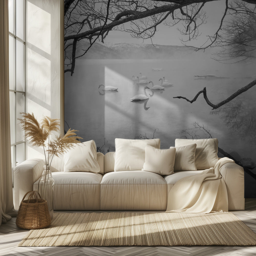 Swans in hot springs | Wallpaper