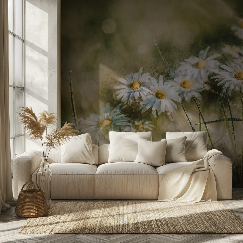 daisies in early morning | Wallpaper
