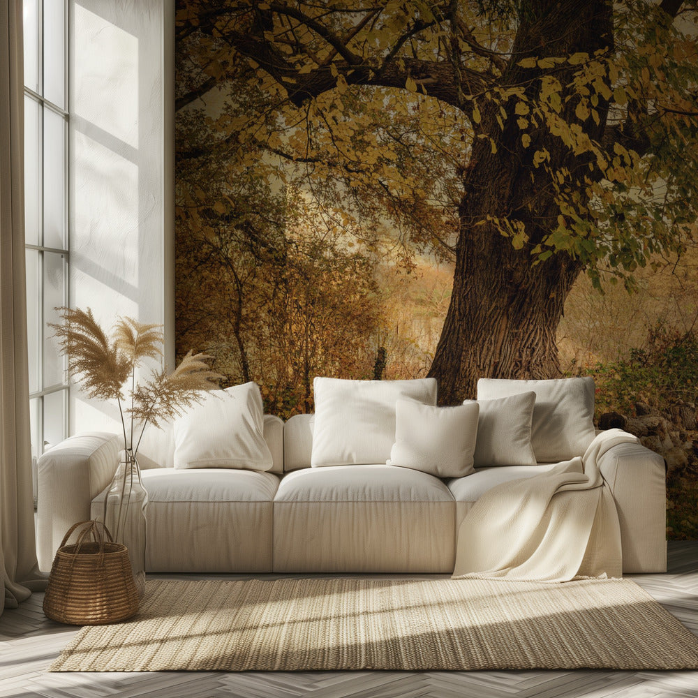 Old tree | Wallpaper