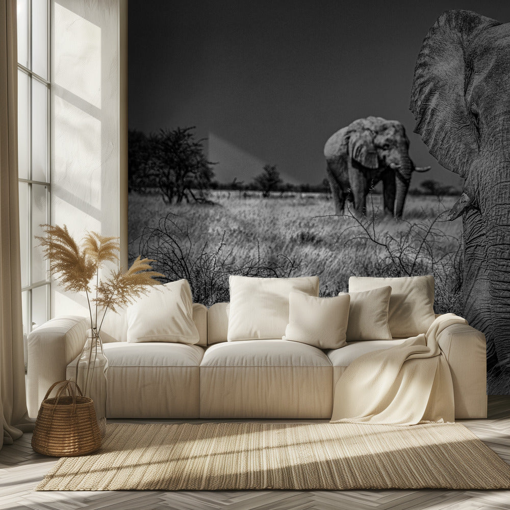 Elephant fields | Wallpaper