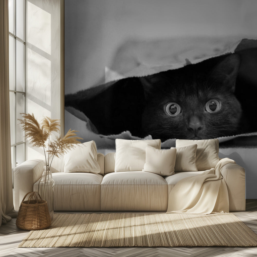 Cat in a bag | Wallpaper