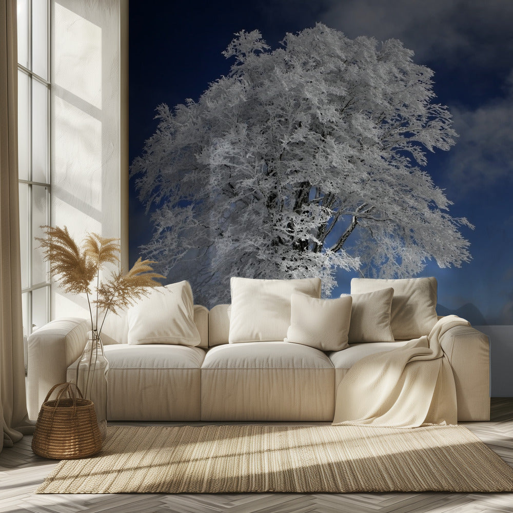 White Windbuche in Black Forest | Wallpaper