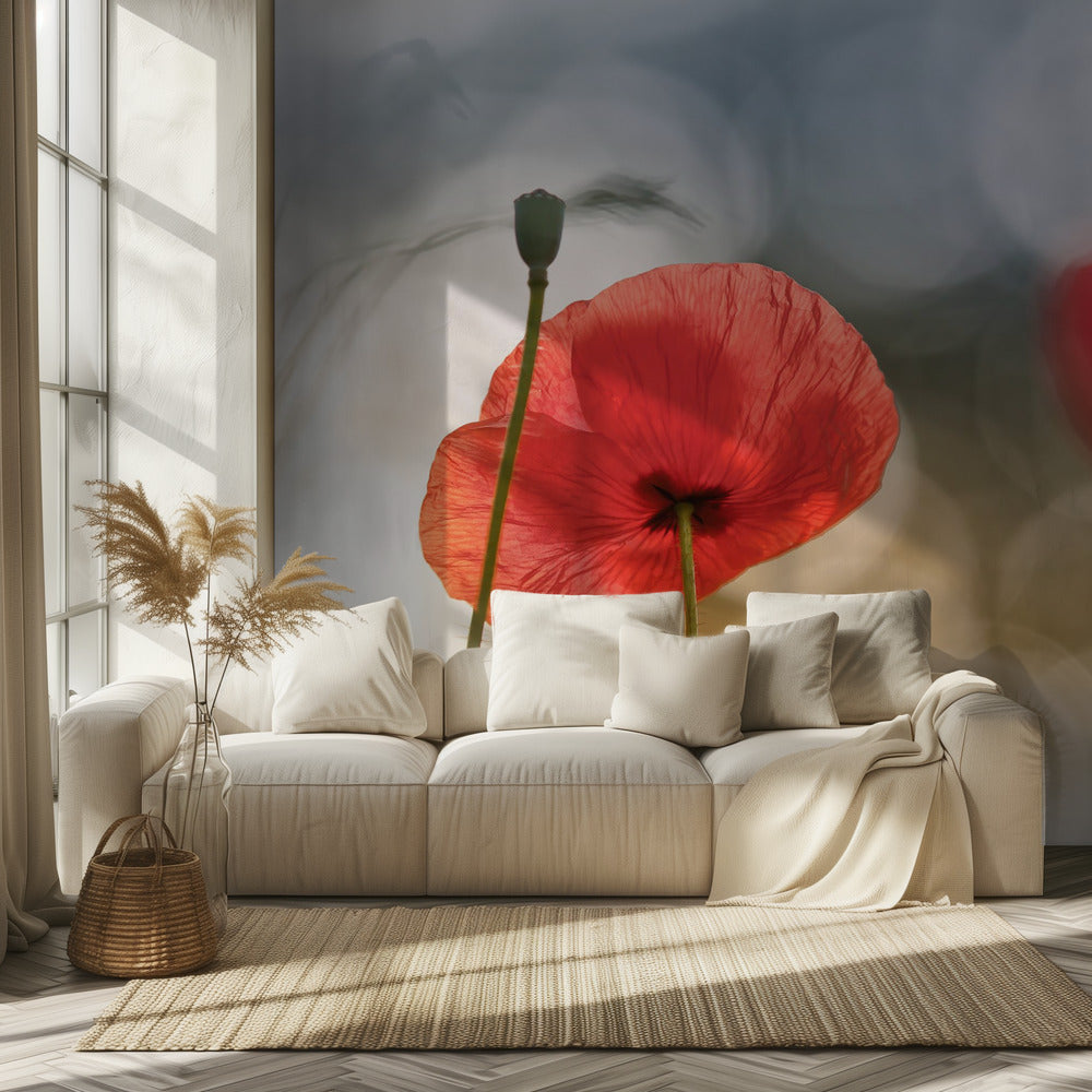 Morning Poppies | Wallpaper