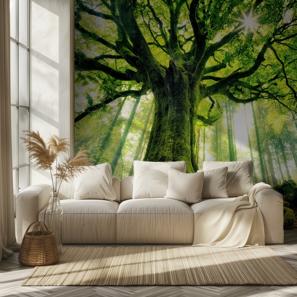 Ponthus' Beech | Wallpaper