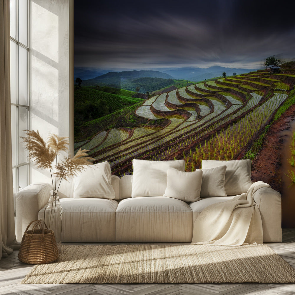 Unseen Rice Field | Wallpaper