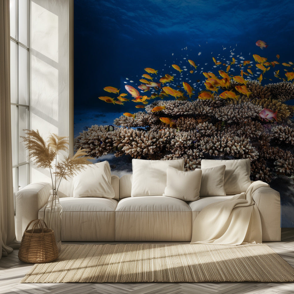 Marine Life | Wallpaper