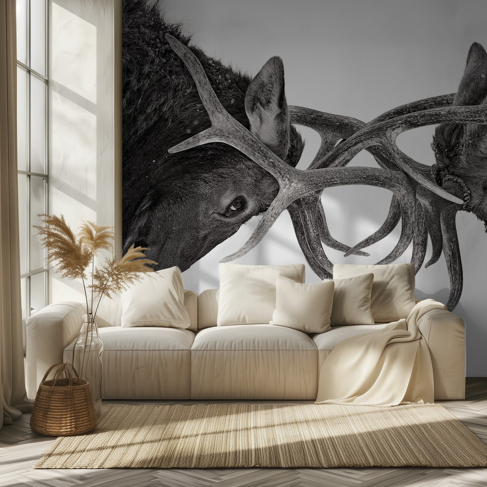 Eye to Eye - Elk fight | Wallpaper