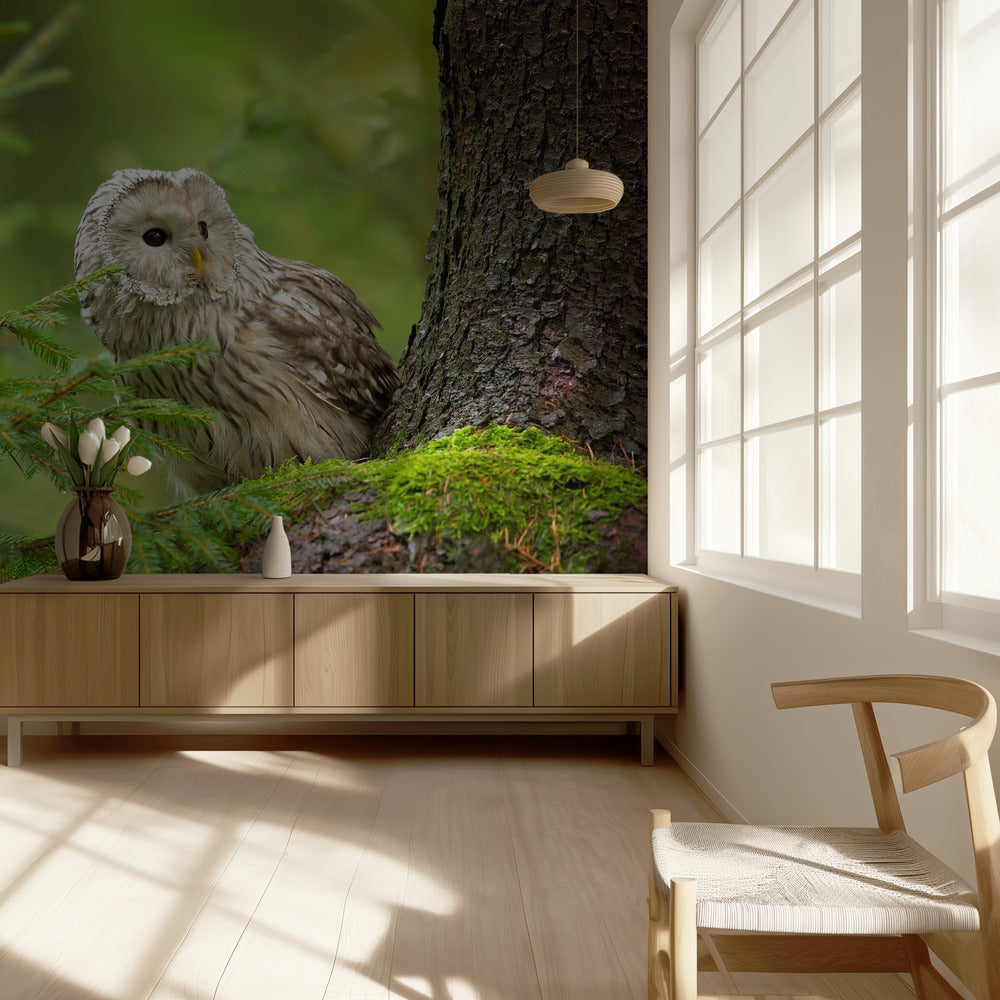 Ural Owl | Wallpaper