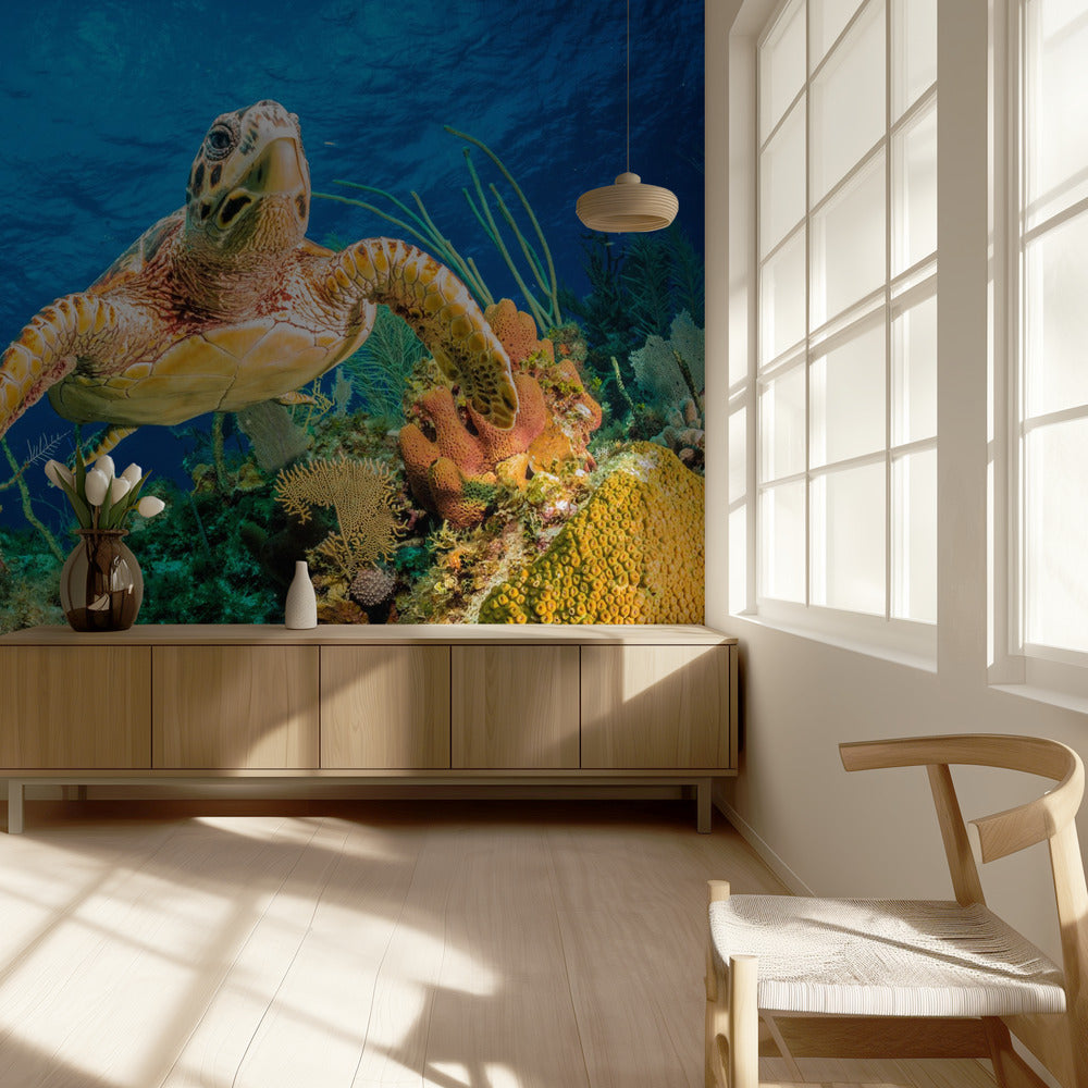 Hawksbill turtle swimming through Caribbean reef | Wallpaper