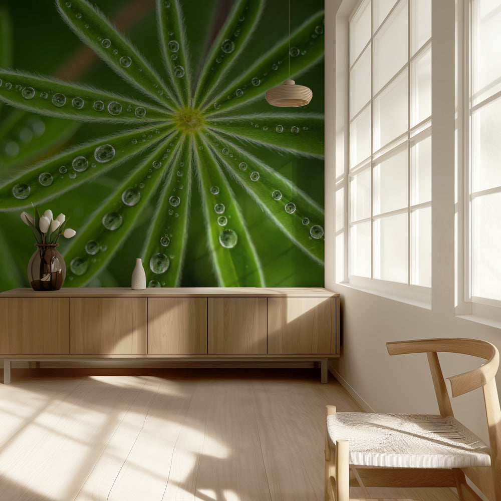 Pearly Lupine | Wallpaper