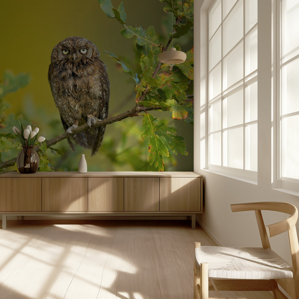 Eurasian Scops Owl | Wallpaper